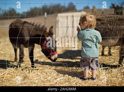 Jeune enfant en regardant deux ânes dans un champ. Banque D'Images