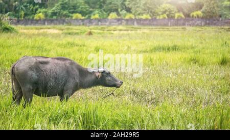 Vue latérale d'une femelle carabao (Bubalus bubalis), un buffle espèces autochtones aux Philippines, debout dans un champ d'herbe verte. Banque D'Images