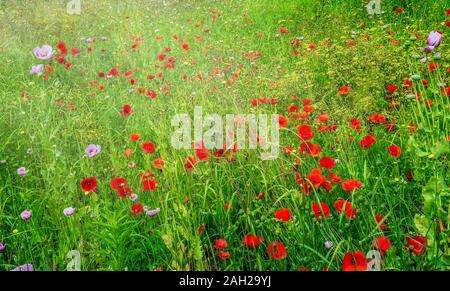 Scène colorée de rouge et violet des coquelicots sauvages poussant dans un champ verdoyant et luxuriant en Italie, au printemps. Banque D'Images