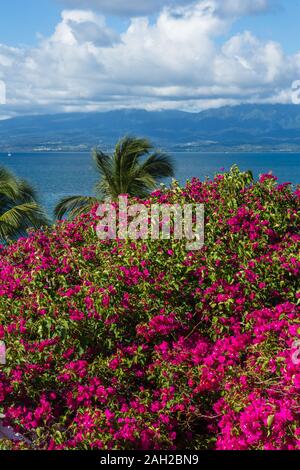 Les montagnes de l'île de Basse-Terre en nuages comme vu plus de bougainvilliers en fleurs à Gosier dans la banlieue de Pointe-à-Pitre sur Grande-Terre en Guad Banque D'Images