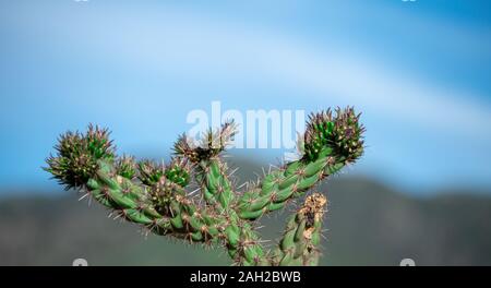 Un joli ciel bleu fait ressortir la beauté de ce livre vert cactus cholla au Colorado. Banque D'Images