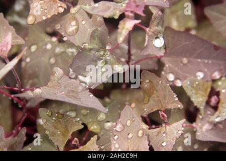 Gouttes de pluie sur les feuilles Jardin Arroches Banque D'Images