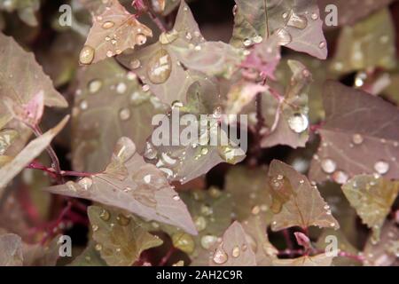 Gouttes de pluie sur les feuilles Jardin Arroches Banque D'Images