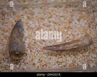 Dientes de Spinosaurio Paleontológica, Centro de interpretación de La Rioja, l'IGEA, La Rioja, Espagne, Europe. Banque D'Images