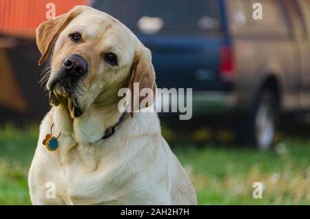 Un labrador retriever semble très triste parce qu'il recherche en direction de l'appareil photo. Banque D'Images