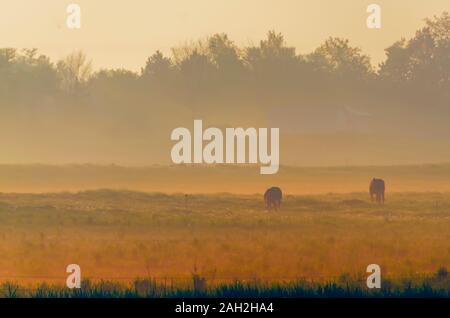 Soleil du matin illumine le brouillard dans l'air et la rosée tombe sur le sol. La silhouette de deux chevaux pâturage sur une vague de pâturage et meadow est vu. Banque D'Images