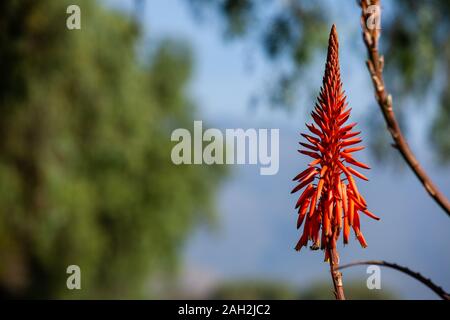 Aloe arborescens aloe floraison candelabra, inflorescence avec un grand nombre de petites inflorescences en forme de cône. Banque D'Images