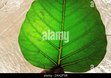 Close up of sacred fig leaf(Ficus religiosa) isolé sur silwer saecred.fond texturé feuille de figuier qui s'appelle pipul arbre dans l'Inde et le Pakistan. Banque D'Images