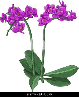 Orchidée Phalaenopsis mauve. Croquis dessinés à la main, Illustration de Vecteur