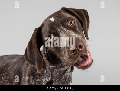 Pointeur allemand à courte diffusion, chiot, femme, 5 mois, Royaume-Uni. Banque D'Images