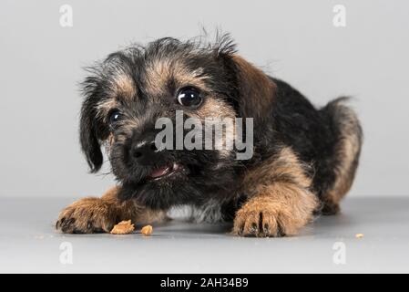Chiot Border Terrier photographié au Royaume-Uni. Banque D'Images