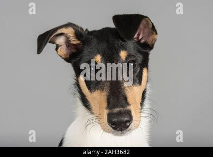 Border Collie Puppy, femme, 11 semaines, court-circuitée, Royaume-Uni Banque D'Images