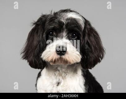 Cavapoo chiot (7 mois), homme, Royaume-Uni. Banque D'Images