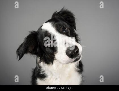 Portrait d'un chien animal de compagnie au Royaume-Uni Banque D'Images