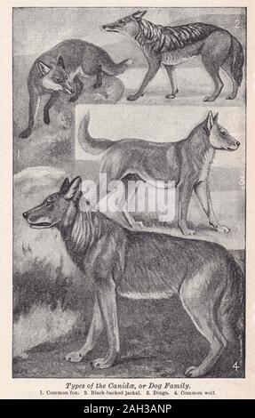 Illustrations anciennes De Types de Canidae / famille de chiens Banque D'Images