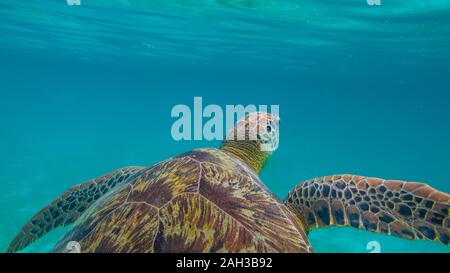 Tortue de mer verte au Maldives vu alors que la plongée et la plongée avec tuba sous l'eau avec le grand animal tortue Banque D'Images