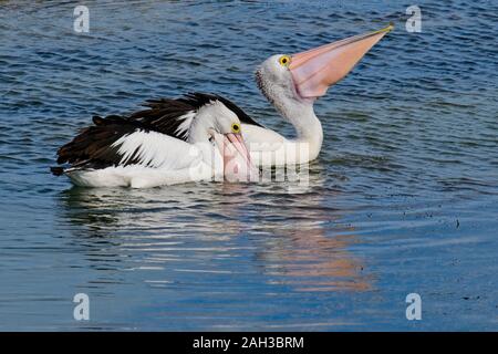 Deux pélicans australiens de boire comme ils nagent sur l'eau à l'île Griffith, Port Fairy, Victoria, Australie Banque D'Images