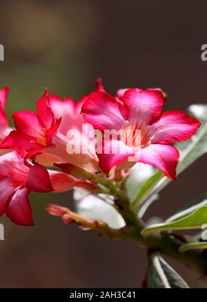 Dans l'enceinte de cactus vous trouverez ces belles rouge, rose et blanc des fleurs pour une belle fleur. Banque D'Images
