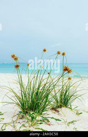 Maldives turquoise avec de l'eau claire et de nombreux palmiers et nuages dans le ciel Banque D'Images