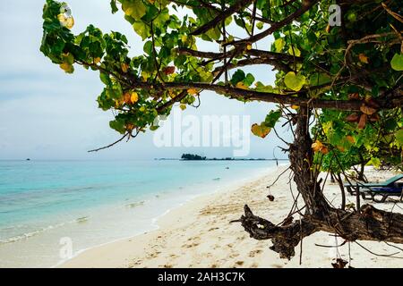 Maldives turquoise avec de l'eau claire et de nombreux palmiers et nuages dans le ciel Banque D'Images