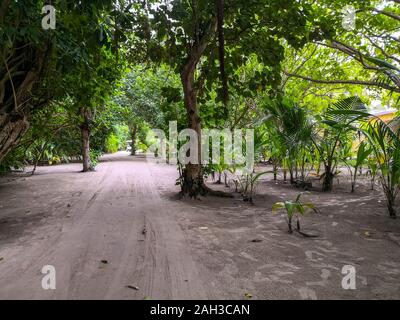 Une petite jungle au milieu des Maldives avec chemins de sable et rayons de soleil à travers la jungle Banque D'Images