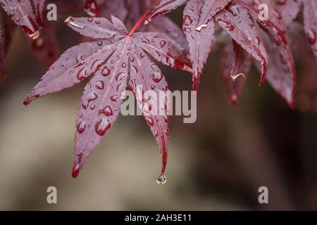 Japense maple acer atropurpureum érable rouge Banque D'Images