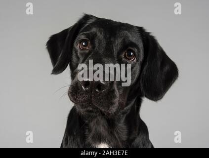 Labrador Retriever, noir, Royaume-Uni Banque D'Images