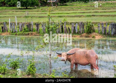 Le buffle d'eau dans l'eau près de Paske, Laos Banque D'Images