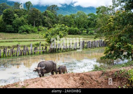 Le buffle d'eau dans l'eau près de Paske, Laos Banque D'Images