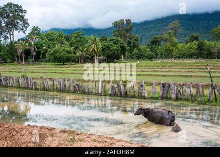 Le buffle d'eau dans l'eau près de Paske, Laos Banque D'Images