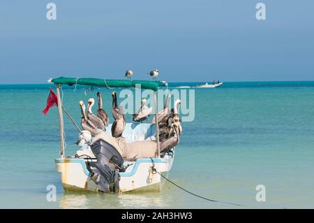 Les pélicans au soleil sur chaloupe reflète dans l'eau calme à l'île de Holbox Mexique mer des Caraïbes Banque D'Images