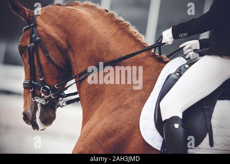 Portrait d'un magnifique cheval crinière tressée avec l'oseille, vêtu d'équipements de sport, qui le cavalier tire les rênes. Banque D'Images