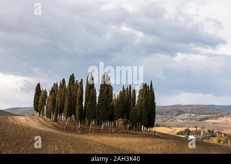 Beau paysage toscan près de San Quirico d'Orcia, célèbre groupe de cyprès en été coucher du soleil la lumière. Situé à Val D'Orcia campagne. Banque D'Images