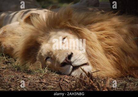 Couchage des lions blancs en Afrique du Sud Banque D'Images