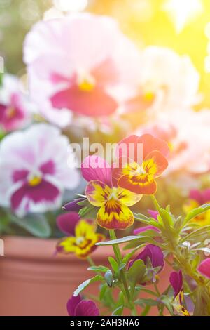 Pansy flower close-up : big pink jardin pensées et petites fleurs violettes cornu en jaune et violet. Banque D'Images