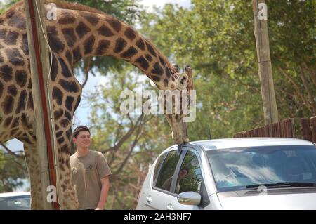 Girafe debout en se penchant pour atteindre une voiture Banque D'Images