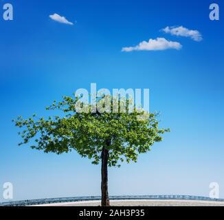 Lone Tree vert sur fond de ciel bleu nuageux Banque D'Images