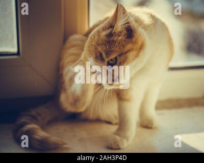 Chaton rayures patte derrière l'oreille, le chat assis sur le rebord ensoleillé, les puces et les tiques chez les animaux domestiques. Banque D'Images