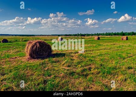 Botte sur une prairie tondue sur le fond bleu ciel été paysage rural. Meules sur un champ fauché. Banque D'Images