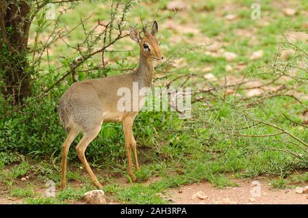 Libre de Kirk's dik-dik (nom scientifique : Madoqua , ikidiki' ou 'en Swaheli) dans le parc national de Tarangire, Tanzanie, Banque D'Images