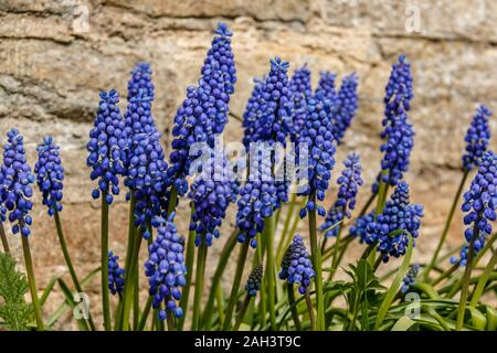 Bleu vif Muscarii de fleurs en face de mur de pierre au printemps Banque D'Images