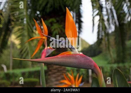 L'oiseau du paradis Strelitzia reginae fleur, ou, dans un jardin botanique sur l'île de Sao Miguel aux Açores. Banque D'Images