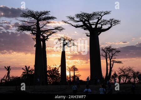 L'Grandidier baobabs sur avenue baobab au coucher du soleil. Madagascar Banque D'Images