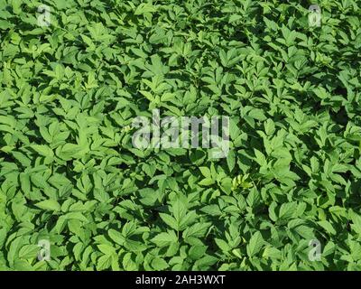 L'ortie (Urtica dioica) aka Ortie plante Banque D'Images