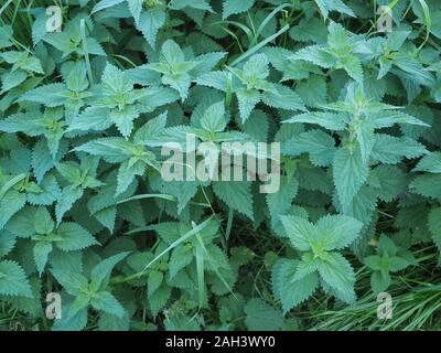 L'ortie (Urtica dioica) aka Ortie plante Banque D'Images