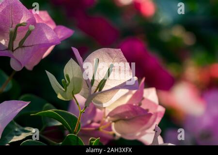 Bougainvilliers en fleurs fleurs blanc rosâtre dans jardin style rose vif Banque D'Images