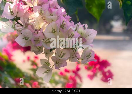 Bougainvilliers en fleurs fleurs blanc rosâtre dans jardin style rose vif Banque D'Images