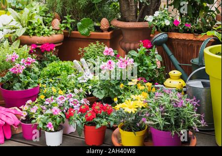 Fraîchement colorées fleurs d'été en pot Banque D'Images