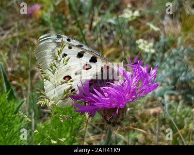 Papillon Apollon ou Mountain Apollo, assis sur la fleur rose. Belle fleur rose avec des insectes Banque D'Images