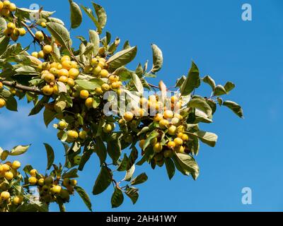 Malus Zumi Golden Hornet crab apples growing on tree, Jardins Barnsdale, Rutland, England, UK Banque D'Images